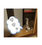 キジ白ソックスいぐさ猫の敬語スタンプ（個別スタンプ：17）