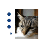 キジ白ソックスいぐさ猫の敬語スタンプ（個別スタンプ：18）