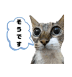 キジ白ソックスいぐさ猫の敬語スタンプ（個別スタンプ：19）