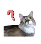 キジ白ソックスいぐさ猫の敬語スタンプ（個別スタンプ：20）