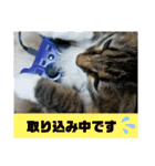 キジ白ソックスいぐさ猫の敬語スタンプ（個別スタンプ：21）