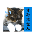 キジ白ソックスいぐさ猫の敬語スタンプ（個別スタンプ：22）