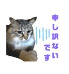 キジ白ソックスいぐさ猫の敬語スタンプ（個別スタンプ：23）