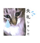 キジ白ソックスいぐさ猫の敬語スタンプ（個別スタンプ：24）