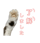 キジ白ソックスいぐさ猫の敬語スタンプ（個別スタンプ：25）