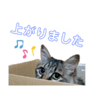 キジ白ソックスいぐさ猫の敬語スタンプ（個別スタンプ：26）