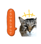 キジ白ソックスいぐさ猫の敬語スタンプ（個別スタンプ：27）
