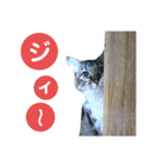 キジ白ソックスいぐさ猫の敬語スタンプ（個別スタンプ：28）