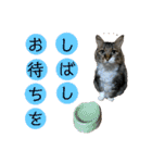 キジ白ソックスいぐさ猫の敬語スタンプ（個別スタンプ：29）