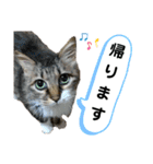 キジ白ソックスいぐさ猫の敬語スタンプ（個別スタンプ：30）