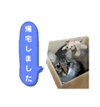キジ白ソックスいぐさ猫の敬語スタンプ（個別スタンプ：31）