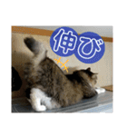 キジ白ソックスいぐさ猫の敬語スタンプ（個別スタンプ：32）