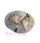 まめ太郎LIFE（個別スタンプ：3）
