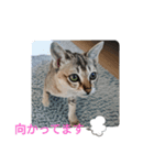 まめ太郎LIFE（個別スタンプ：6）