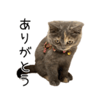 可愛い猫ミルクティー（個別スタンプ：1）