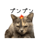 可愛い猫ミルクティー（個別スタンプ：2）