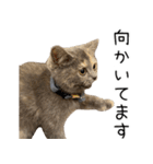可愛い猫ミルクティー（個別スタンプ：3）