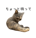 可愛い猫ミルクティー（個別スタンプ：4）