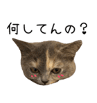 可愛い猫ミルクティー（個別スタンプ：5）