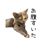 可愛い猫ミルクティー（個別スタンプ：6）