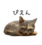 可愛い猫ミルクティー（個別スタンプ：7）