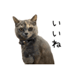 可愛い猫ミルクティー（個別スタンプ：8）