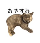 可愛い猫ミルクティー（個別スタンプ：9）