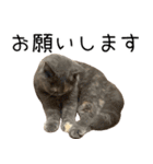 可愛い猫ミルクティー（個別スタンプ：10）