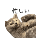 可愛い猫ミルクティー（個別スタンプ：11）