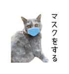 可愛い猫ミルクティー（個別スタンプ：12）