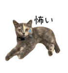 可愛い猫ミルクティー（個別スタンプ：15）