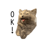 可愛い猫ミルクティー（個別スタンプ：16）