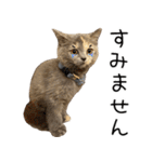 可愛い猫ミルクティー（個別スタンプ：17）