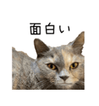 可愛い猫ミルクティー（個別スタンプ：18）