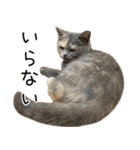 可愛い猫ミルクティー（個別スタンプ：19）
