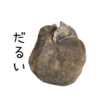 可愛い猫ミルクティー（個別スタンプ：20）