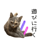 可愛い猫ミルクティー（個別スタンプ：21）