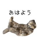 可愛い猫ミルクティー（個別スタンプ：22）