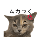 可愛い猫ミルクティー（個別スタンプ：24）
