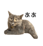 可愛い猫ミルクティー（個別スタンプ：25）