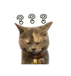 可愛い猫ミルクティー（個別スタンプ：26）