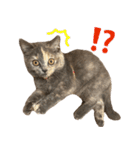 可愛い猫ミルクティー（個別スタンプ：29）