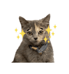 可愛い猫ミルクティー（個別スタンプ：30）