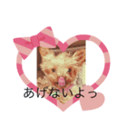 愛犬メドレー（個別スタンプ：1）