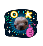 愛犬メドレー（個別スタンプ：5）