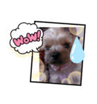 愛犬メドレー（個別スタンプ：6）