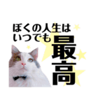 猫とエモーションしてみる？（個別スタンプ：2）