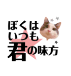 猫とエモーションしてみる？（個別スタンプ：3）