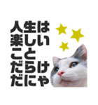 猫とエモーションしてみる？（個別スタンプ：5）