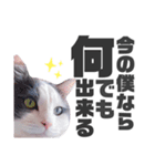 猫とエモーションしてみる？（個別スタンプ：6）